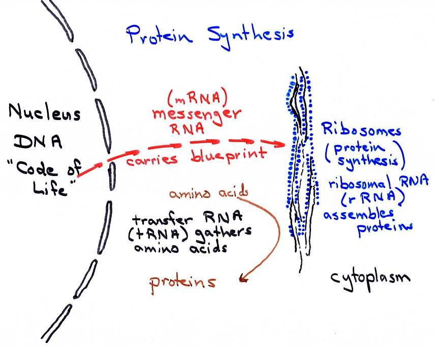 Dna Protein Synthesis