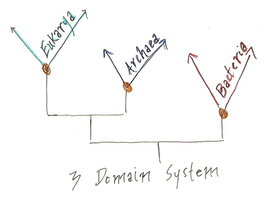 the 3 domains of development